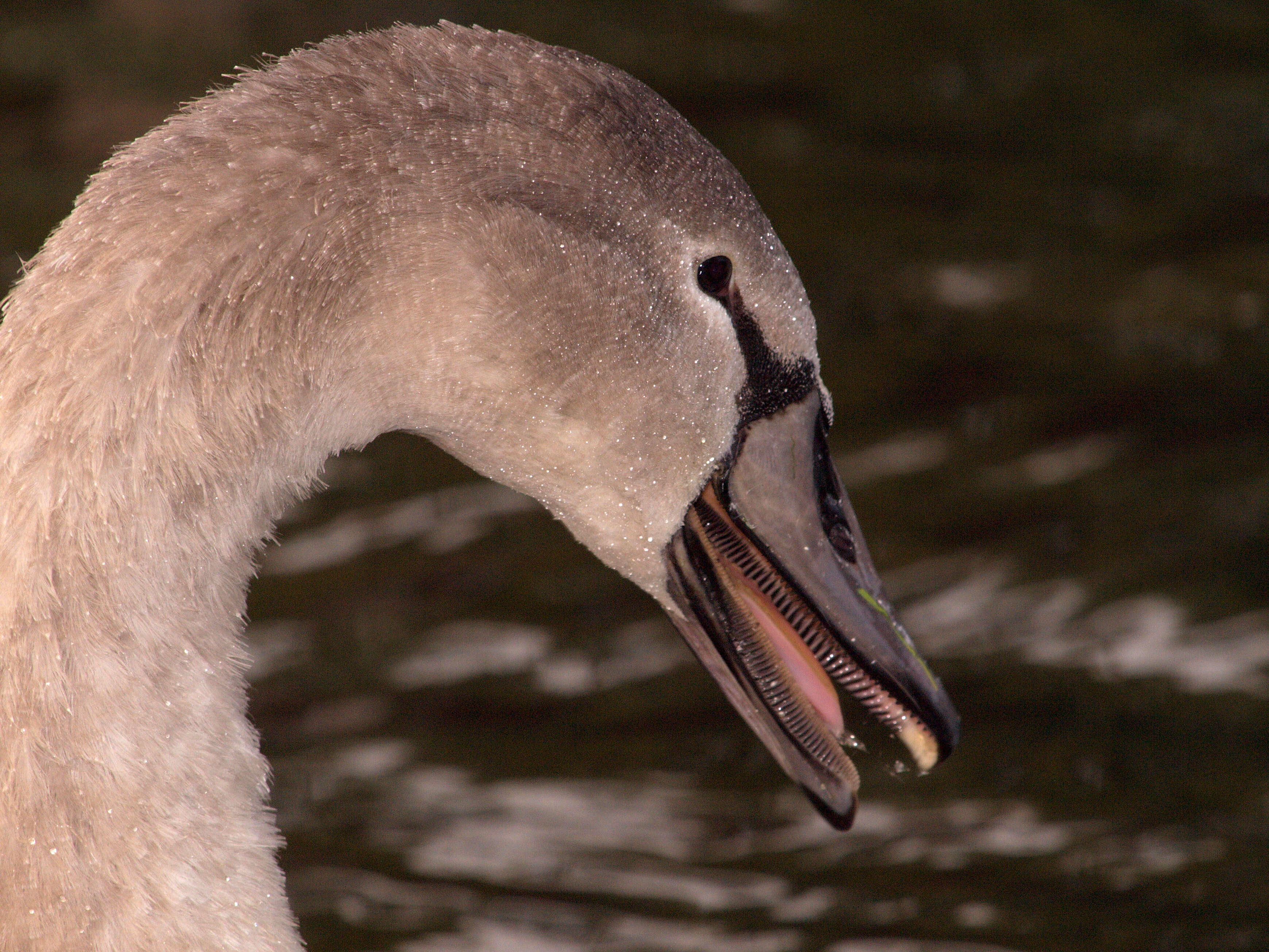 Image of Swan