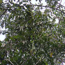 Image of Arapatiella psilophylla (Harms) Cowan