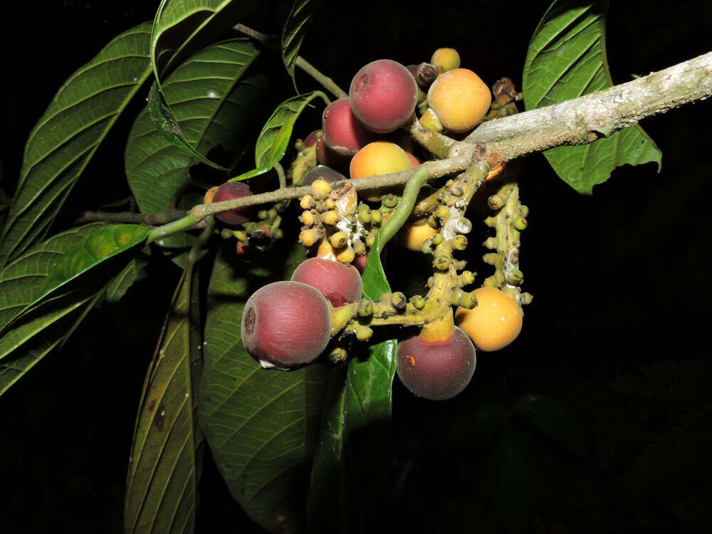 Image of Pubescent Sorocea (tree)