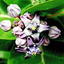 Image of giant milkweed