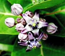 Image of calotropis