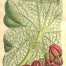 Image of Podophyllum versipelle Hance