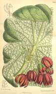 Image of Podophyllum versipelle Hance