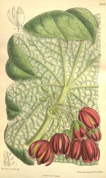 Image of Podophyllum versipelle Hance