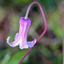 Image of Baldwin's Clematis