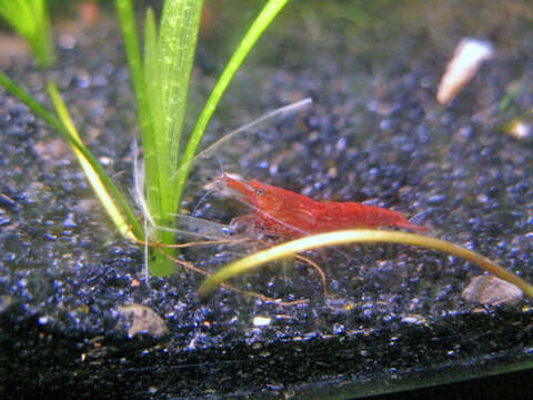 صورة <i>Neocaridina denticulata</i>