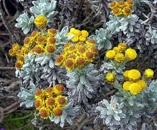 Imagem de Helichrysum splendidum (Thunb.) Less.