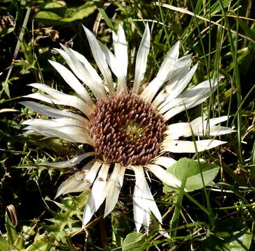 Image of carline thistle