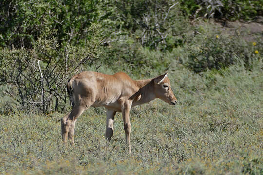 Image of Hartebeest