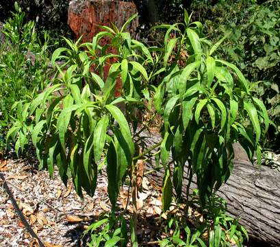 Image of Kauai catchfly