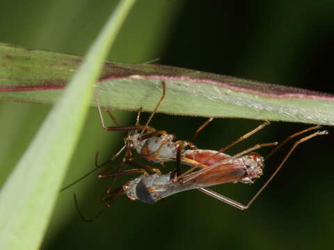 Image of Colobathristidae