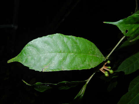 Image of Sorocea affinis Hemsl.