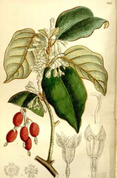 Image of Elaeagnus macrophylla Thunb.