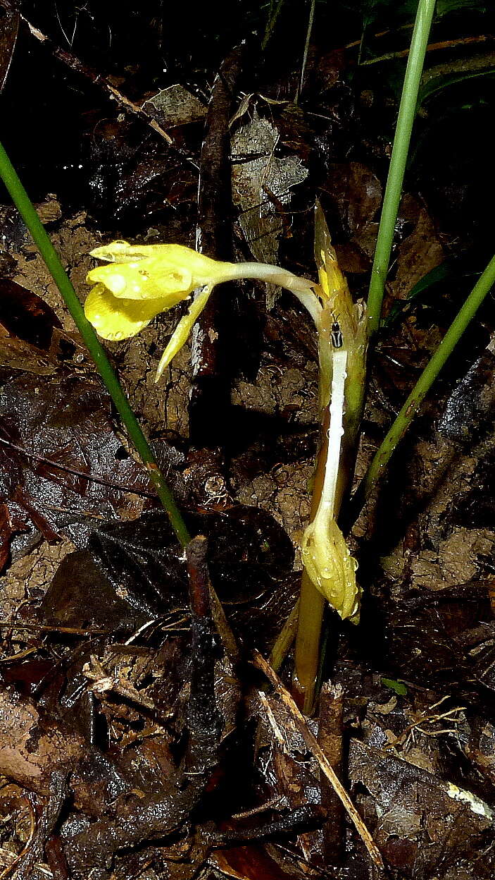 Image de Goeppertia brasiliensis (Körn.) Borchs. & S. Suárez