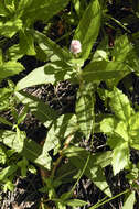 Image of Pinkweeds