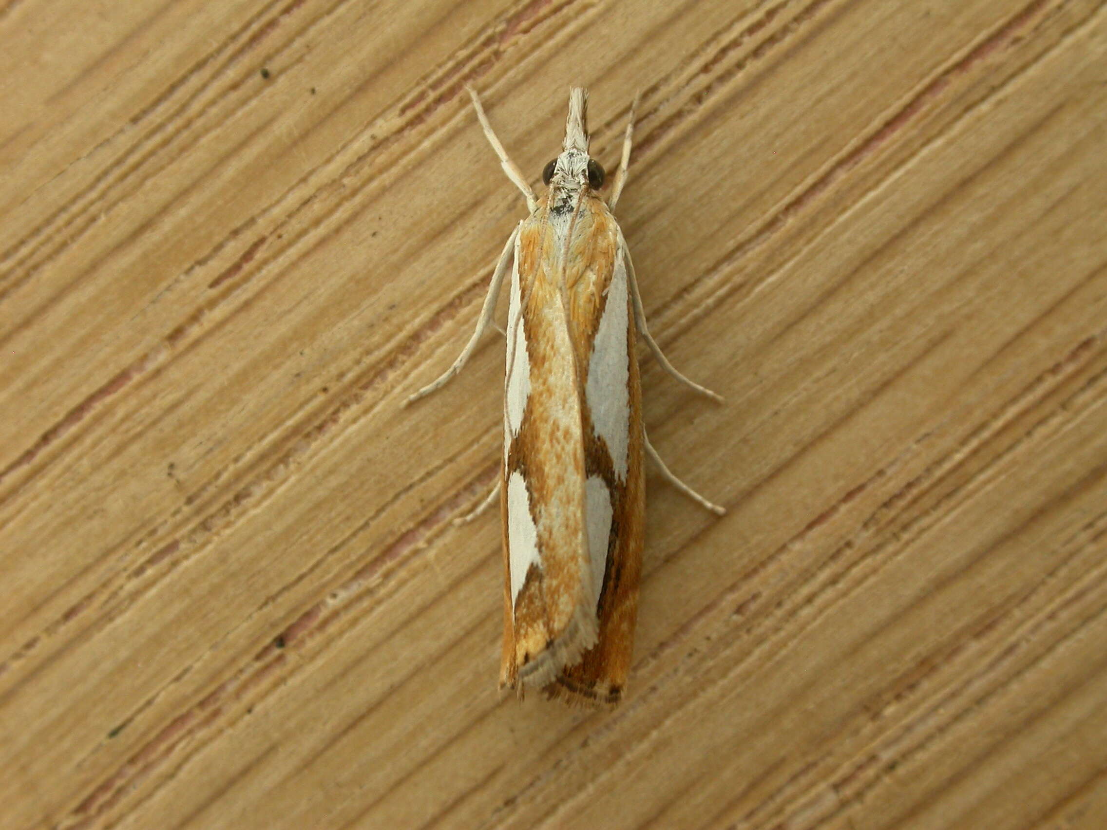 صورة Catoptria pinella Linnaeus 1758