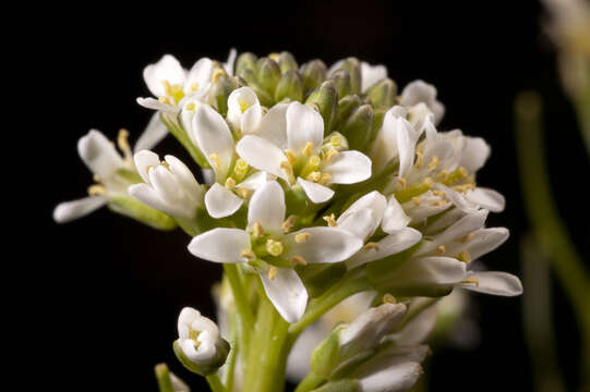 Image of field pepperweed