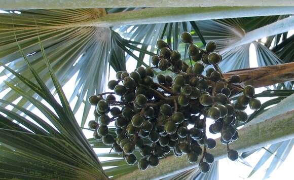 Pritchardia maideniana Becc.的圖片