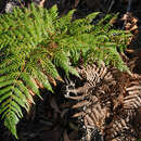 Pteridium esculentum (G. Forst.) Nakai resmi