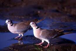 Image of Streptopelia Bonaparte 1855