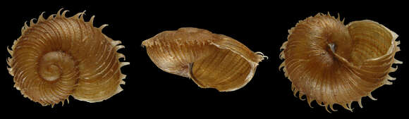 صورة Paryphantopsis corolla Slapcinsky 2007