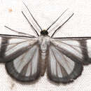 Image of <i>Perigramma famulata</i>