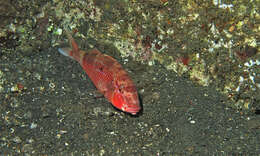 七棘海緋鯉的圖片