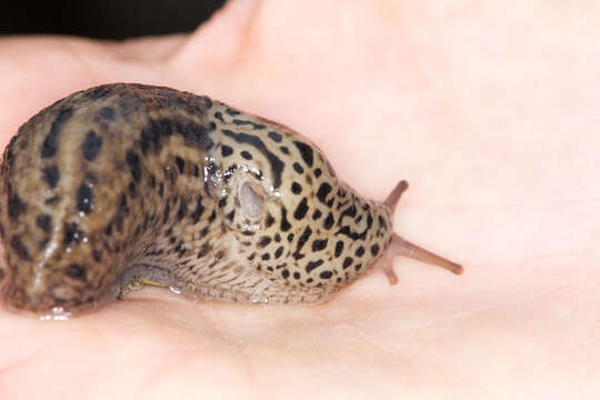 Image de Limax Linnaeus 1758