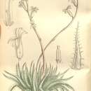 Image of Haworthia decipiens var. xiphiophylla (Baker) M. B. Bayer