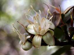 Sivun Hymenaea stigonocarpa Hayne kuva