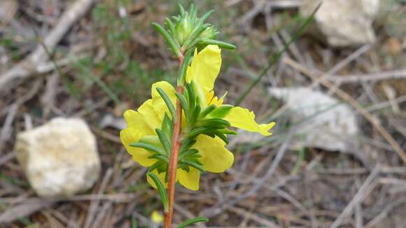 Image of Hibbertia fasciculata R. Br. ex DC.