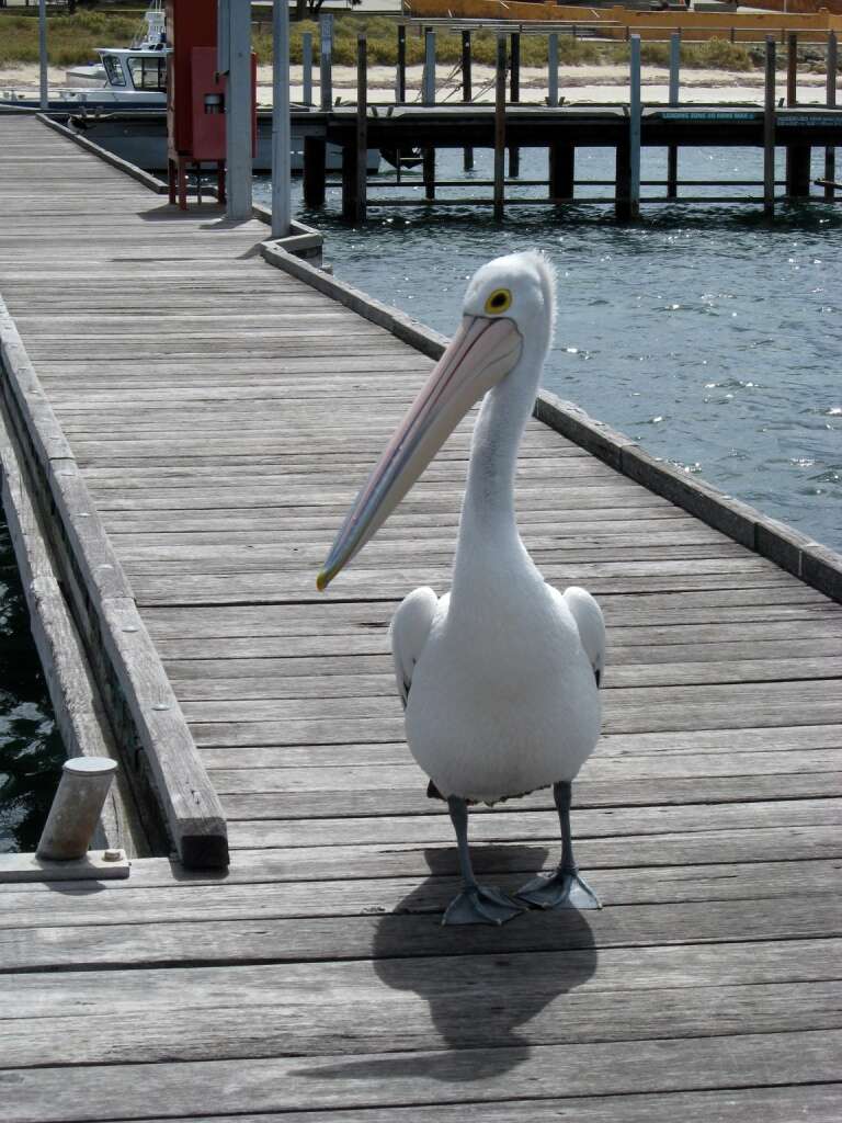 Image of pelicans