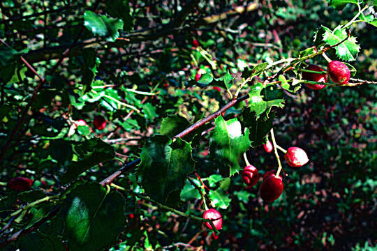 Image of hollyleaf cherry