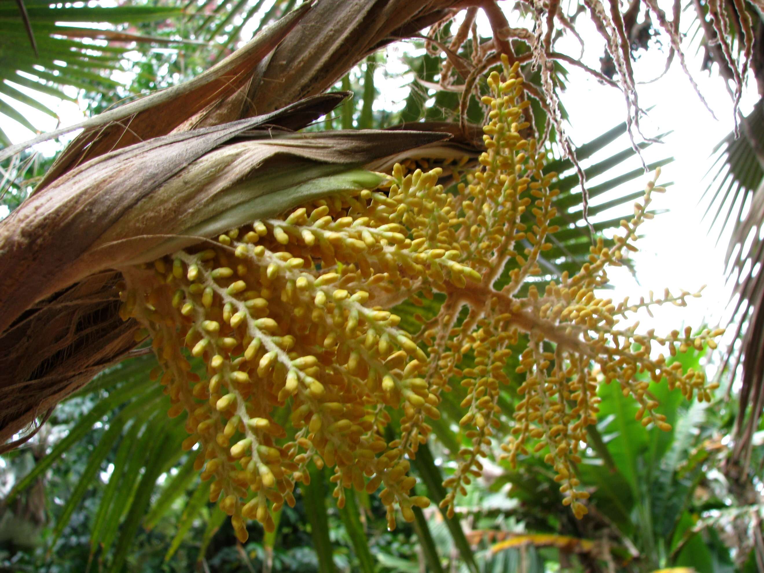 Image of Alakai Swamp Pritchardia