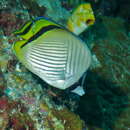 Image of Butterfly fish