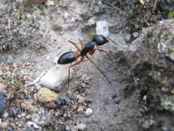 Image of banded sugar ant