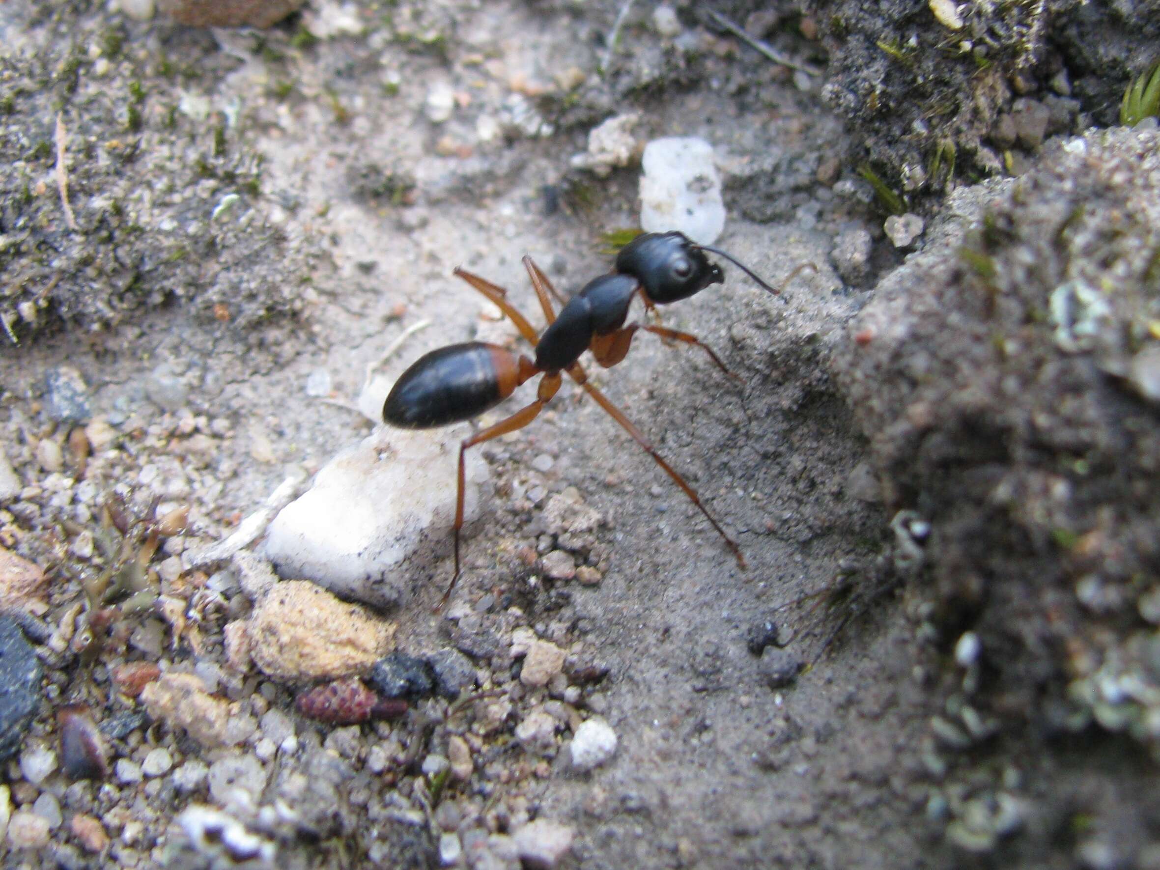 Plancia ëd Camponotus consobrinus (Erichson 1842)