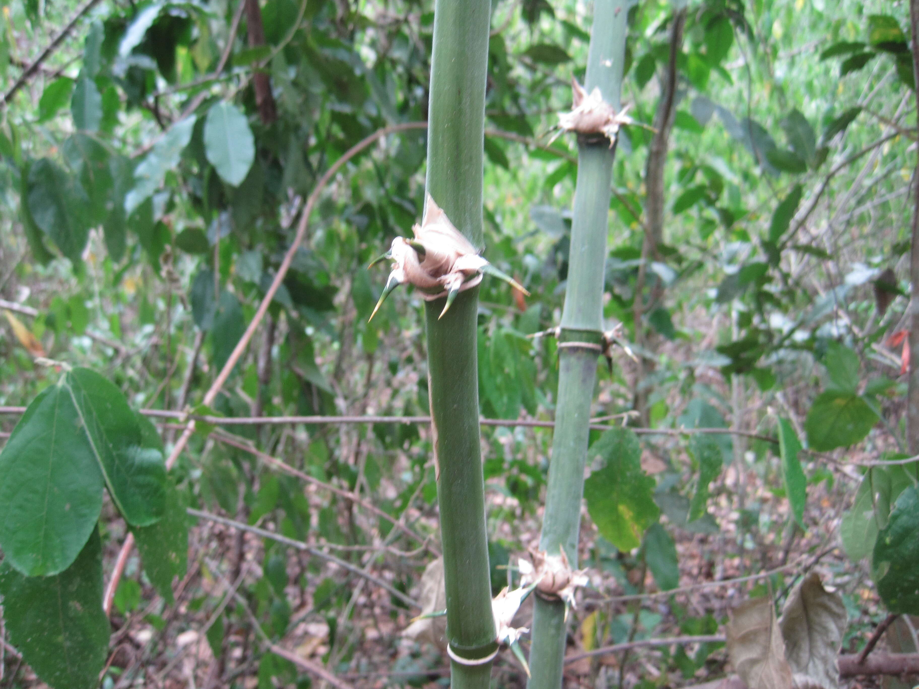 Image of bamboo