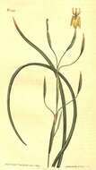 Image of Moraea bituminosa (L. fil.) Ker Gawl.
