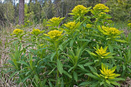 Sivun Euphorbia illirica Lam. kuva