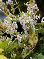 Pseuderanthemum resmi