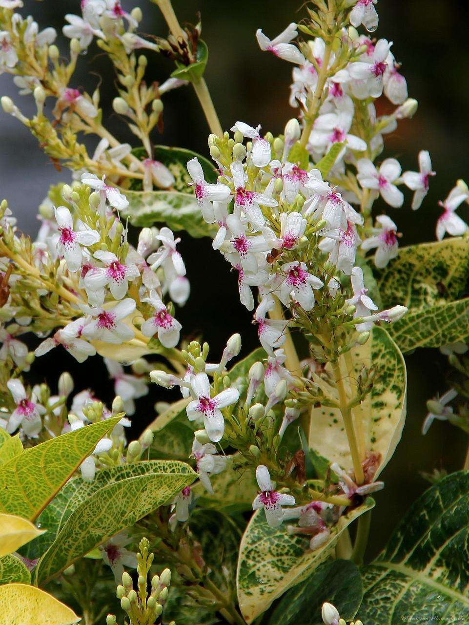 Pseuderanthemum carruthersii (Seem.) Guill. resmi