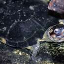Image of Black Marsh Turtle