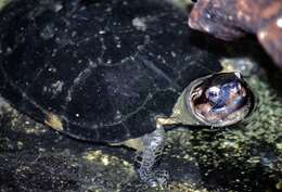 Image of black marsh turtle