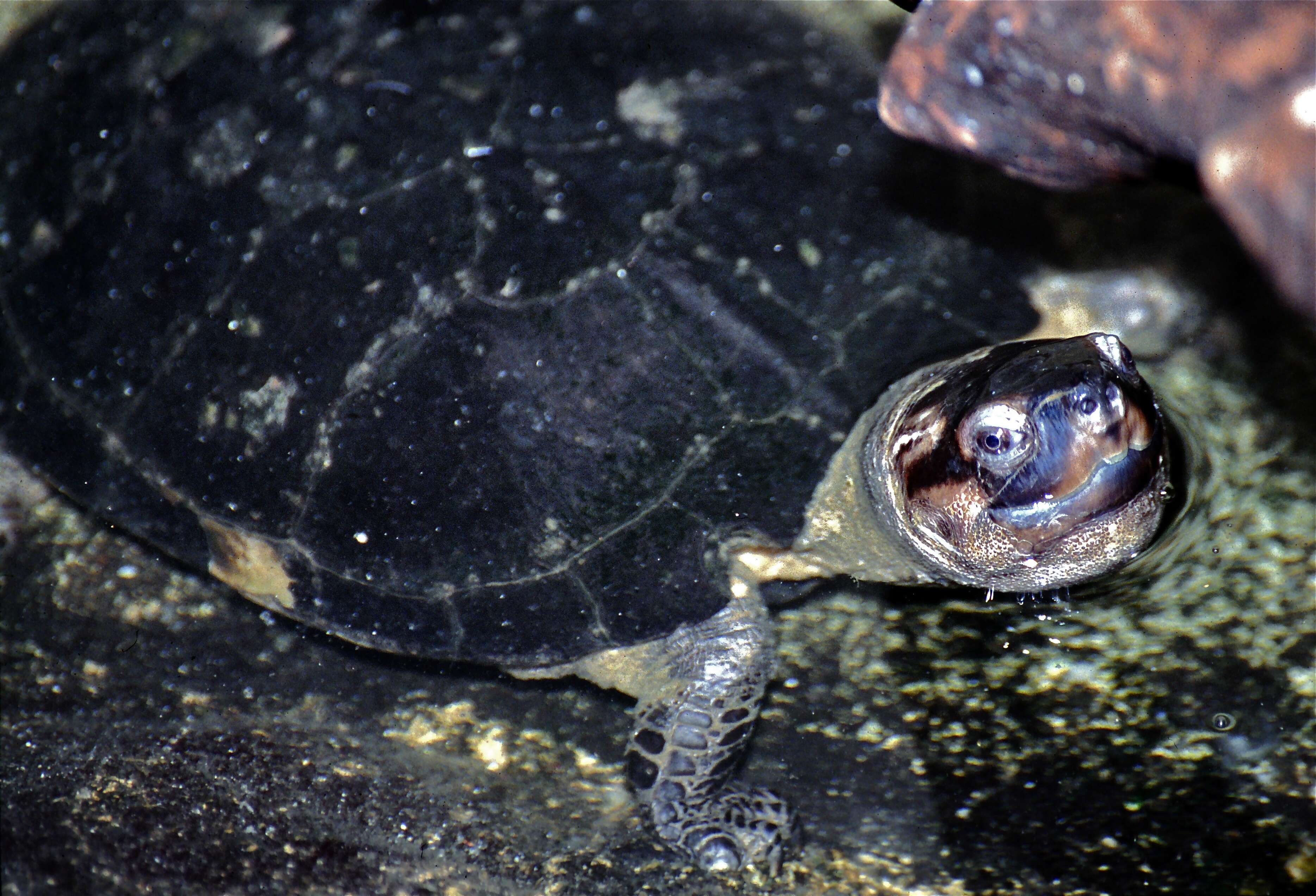 Black Marsh Turtle - Encyclopedia of Life