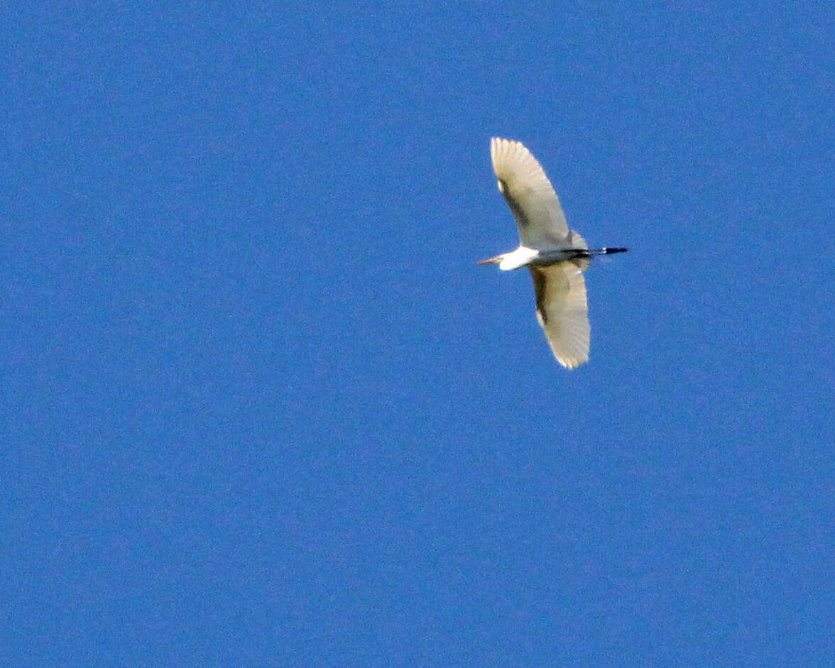 Image of Great Egret