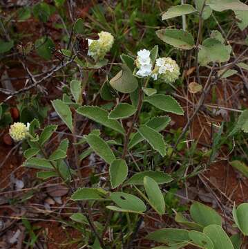 Image of Varronia truncata (Fresen.) A. Borhidi