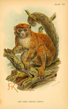 Image of Bamboo Lemur