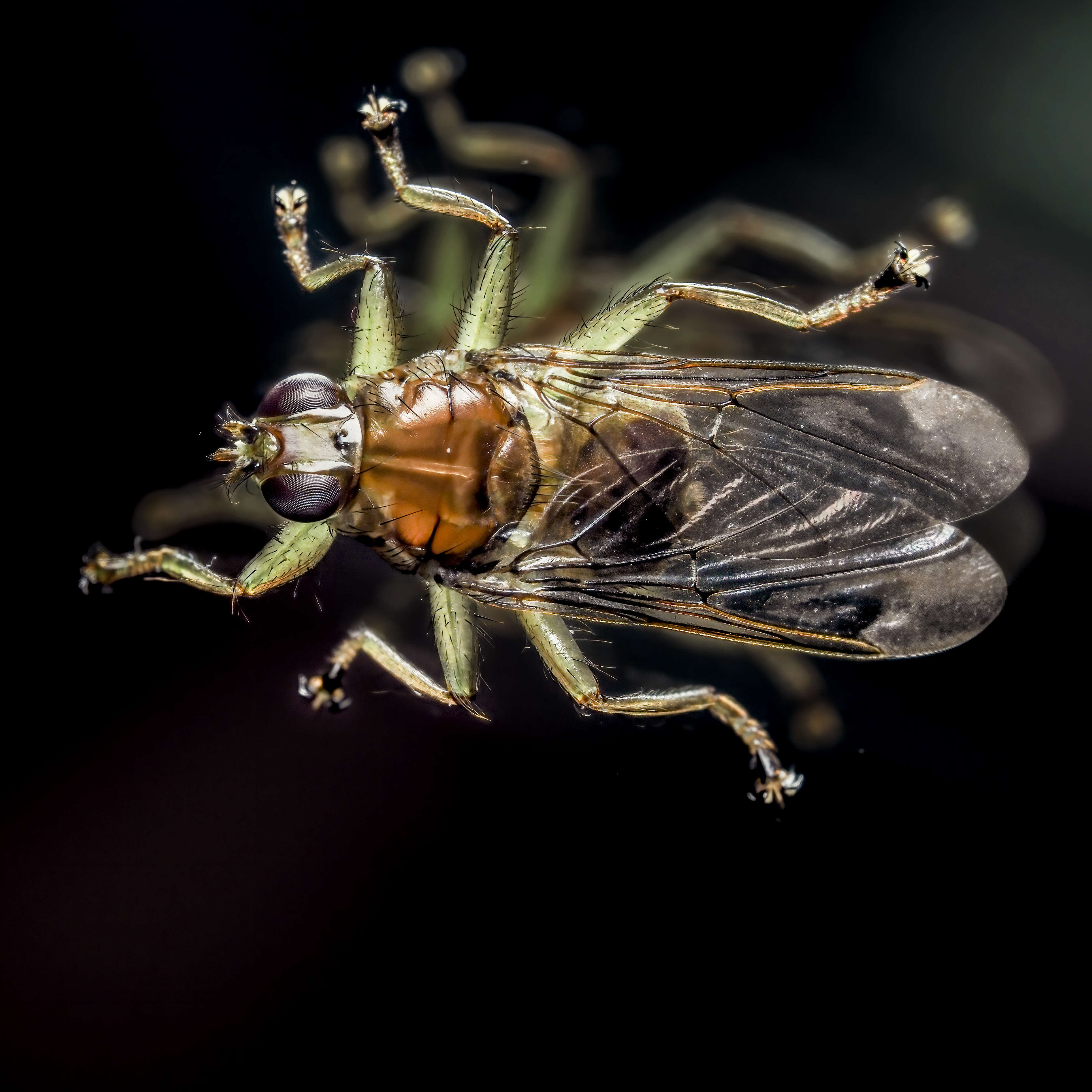 Plancia ëd Ornithomya avicularia (Linnaeus 1758)