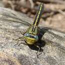 Image of Western Clubtail